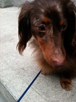 gary's dog.jpg