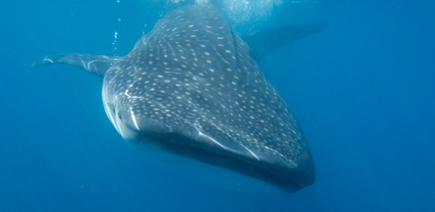 WhaleShark-Reuters-Post.jpg