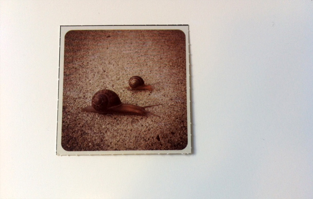 snails_610.jpg