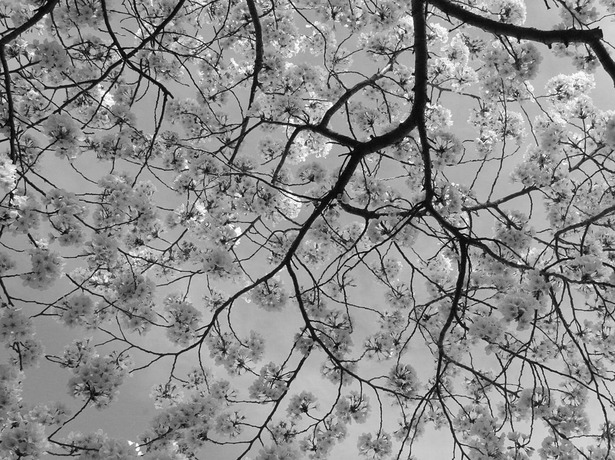 TLP_091_CherryBlossoms.jpg