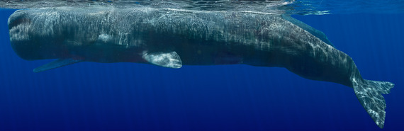 You're Eye-to-Eye With a Whale in the Ocean—What Does It See? - The ...