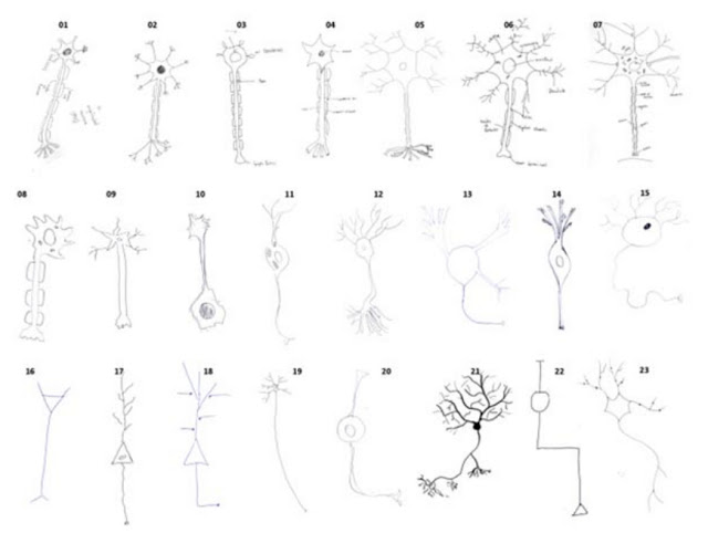 neuron drawing