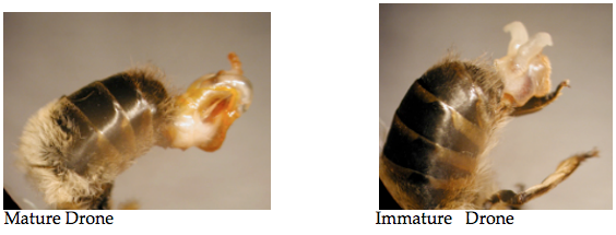 Is the Key to Saving Pollinators … Honey Bee Semen?