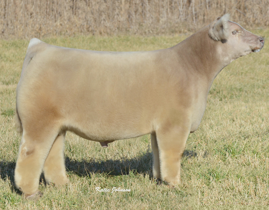 Explained Fluffy Cows Existence In Iowa And On The Internet The Atlantic