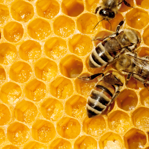 Is the Key to Saving Pollinators … Honey Bee Semen?