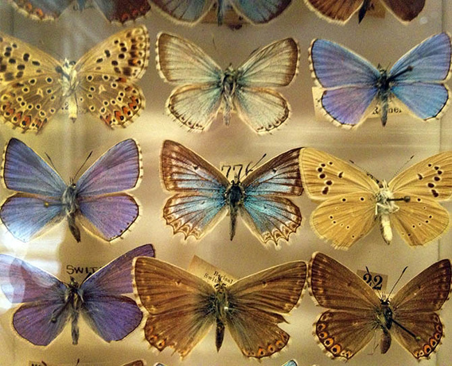 Butterflies in a case Pittsburgh 670.jpg