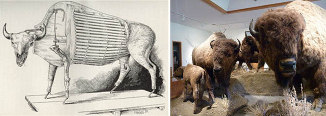 Hornaday Buffalo Taxidermy 670.jpg