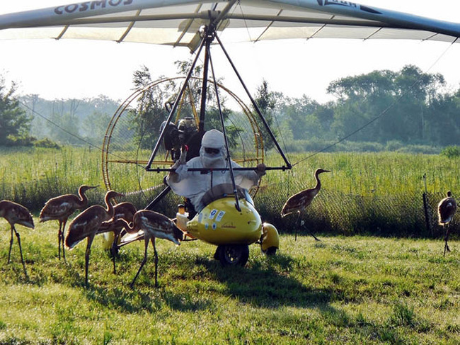 Microlight with cranes 670.jpg