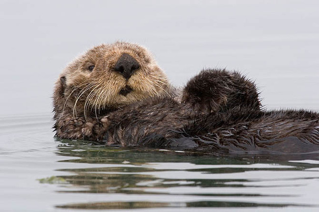 Sea-otter-morro-bay_670.jpg