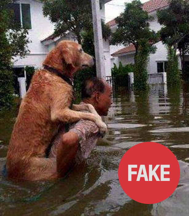 dog_fake.jpg