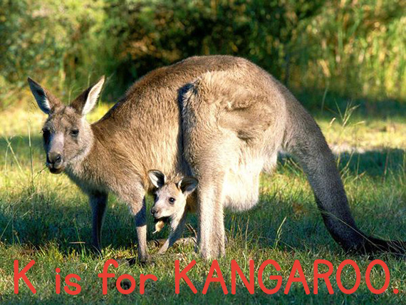 k_kangaroo.jpg