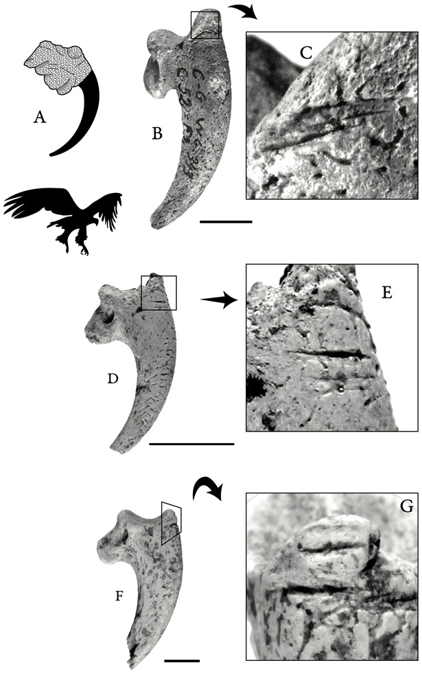 Neanderthals wore eagle talons as jewellery