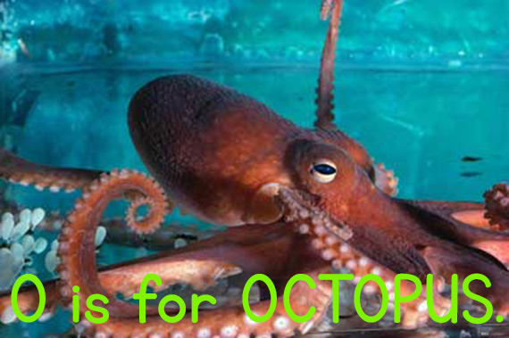 happy unhappy octopus