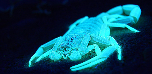 6 Animals That Can See or Glow in Ultraviolet Light - The Atlantic