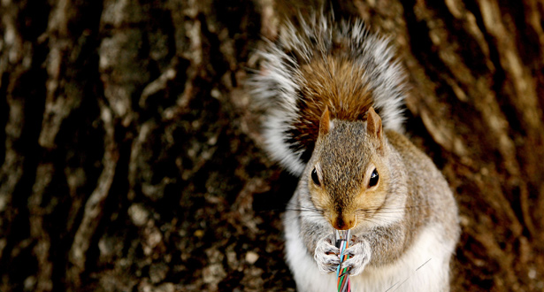 squirrelmuncher.jpg