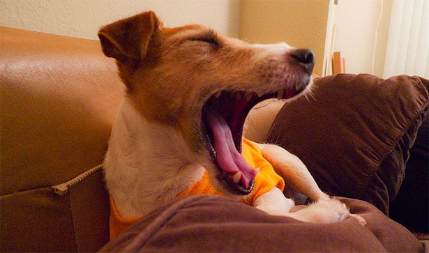 yawningdog.jpg