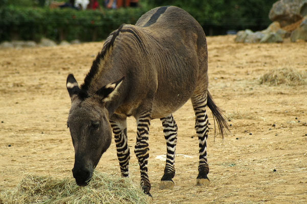 Zebra Donkey Hybrid