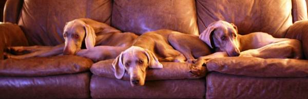 Annie Oakley & Buddy on couch.jpg