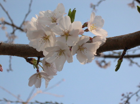 Blossom1