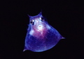 Translucentcowfishnewbert1145302sw
