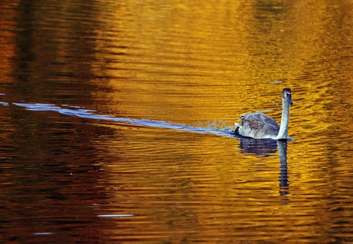 Goosemattcardygetty