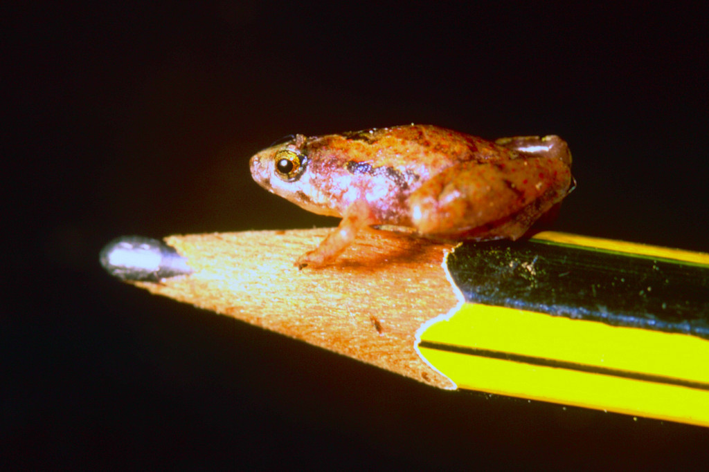 The Tiniest Frog in the Old World - The Atlantic