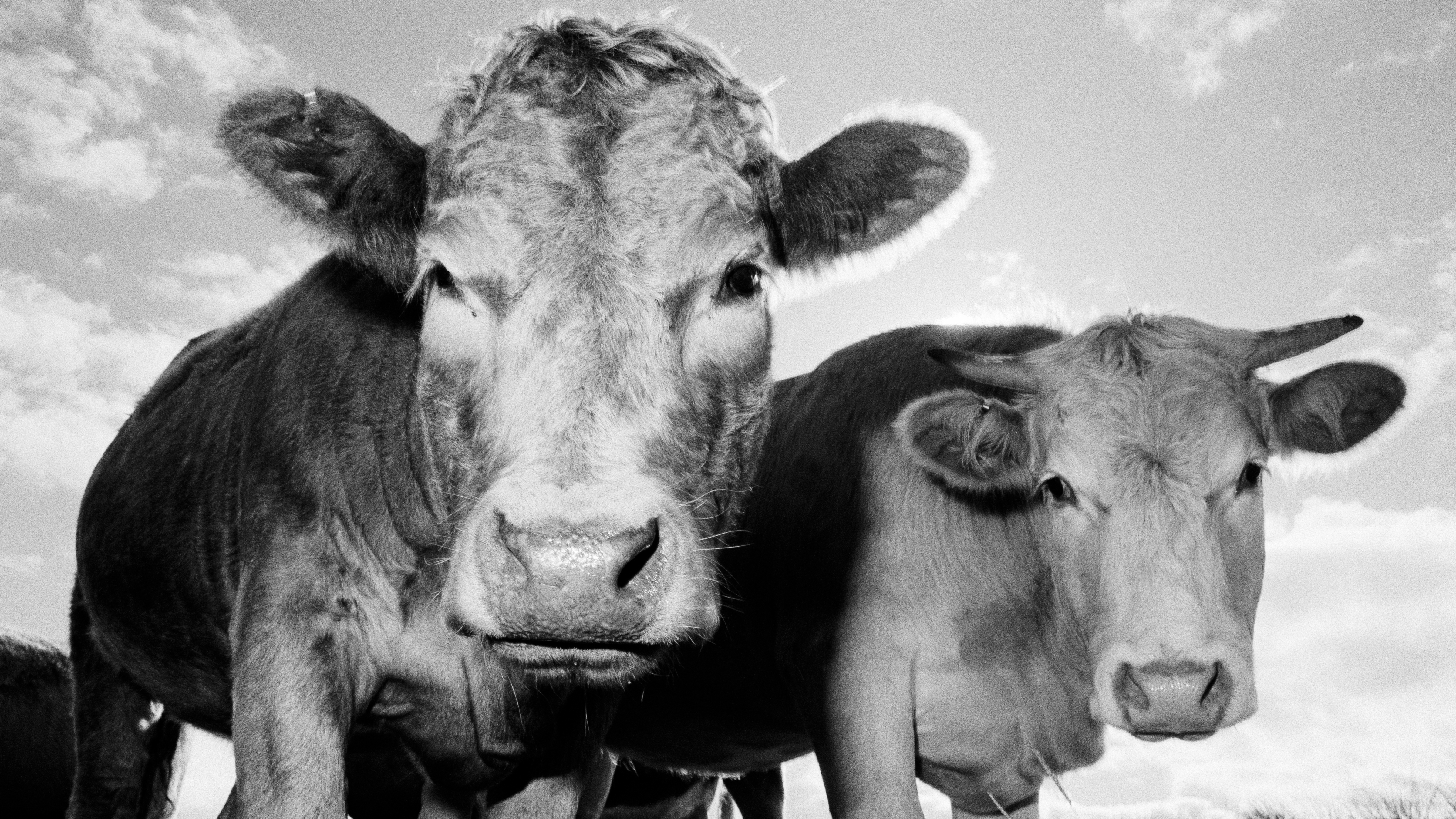 Two cows look down at the camera in a black-and-white photo