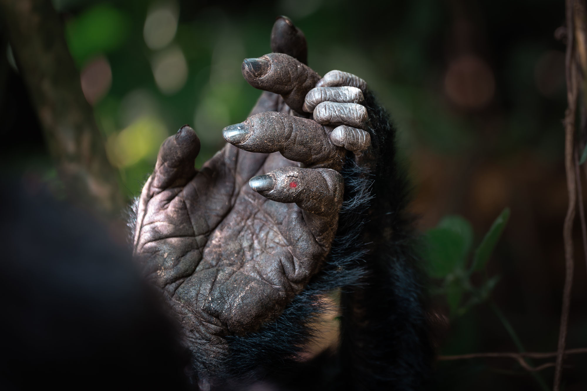 The hands of a mother and an infant gorilla, seen in the Bwindi Impenetrable Forest, Uganda