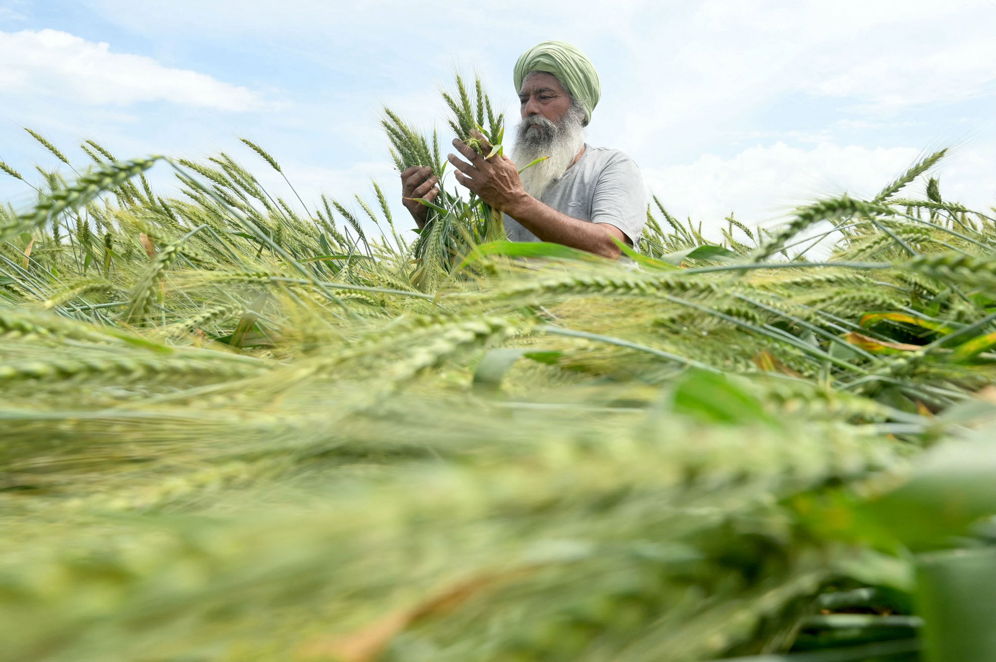 A farmer looks at flattened wheat crops, following heavy rain and wind, at a field on the outskirts of Amritsar, India.