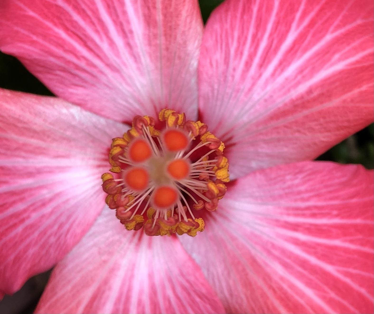 Heart of a hibiscus