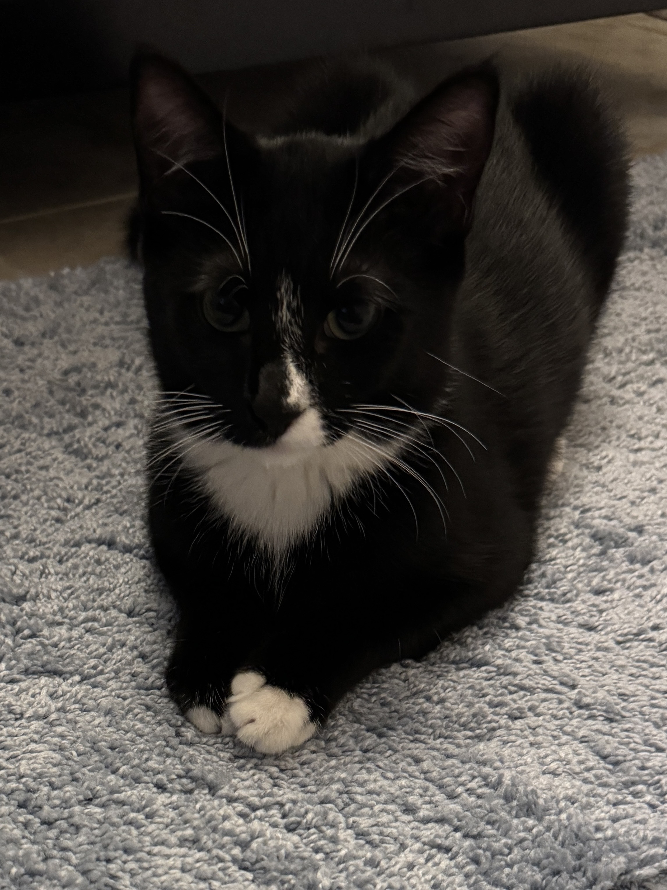 A cute black and white cat posing