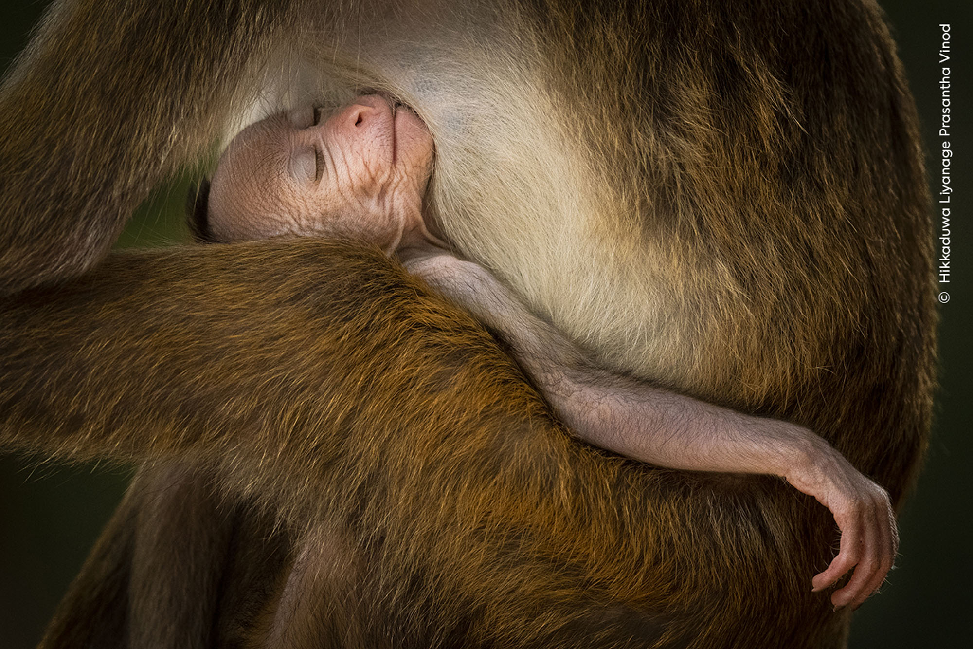 A young toque macaque sleeping in an adult’s arms