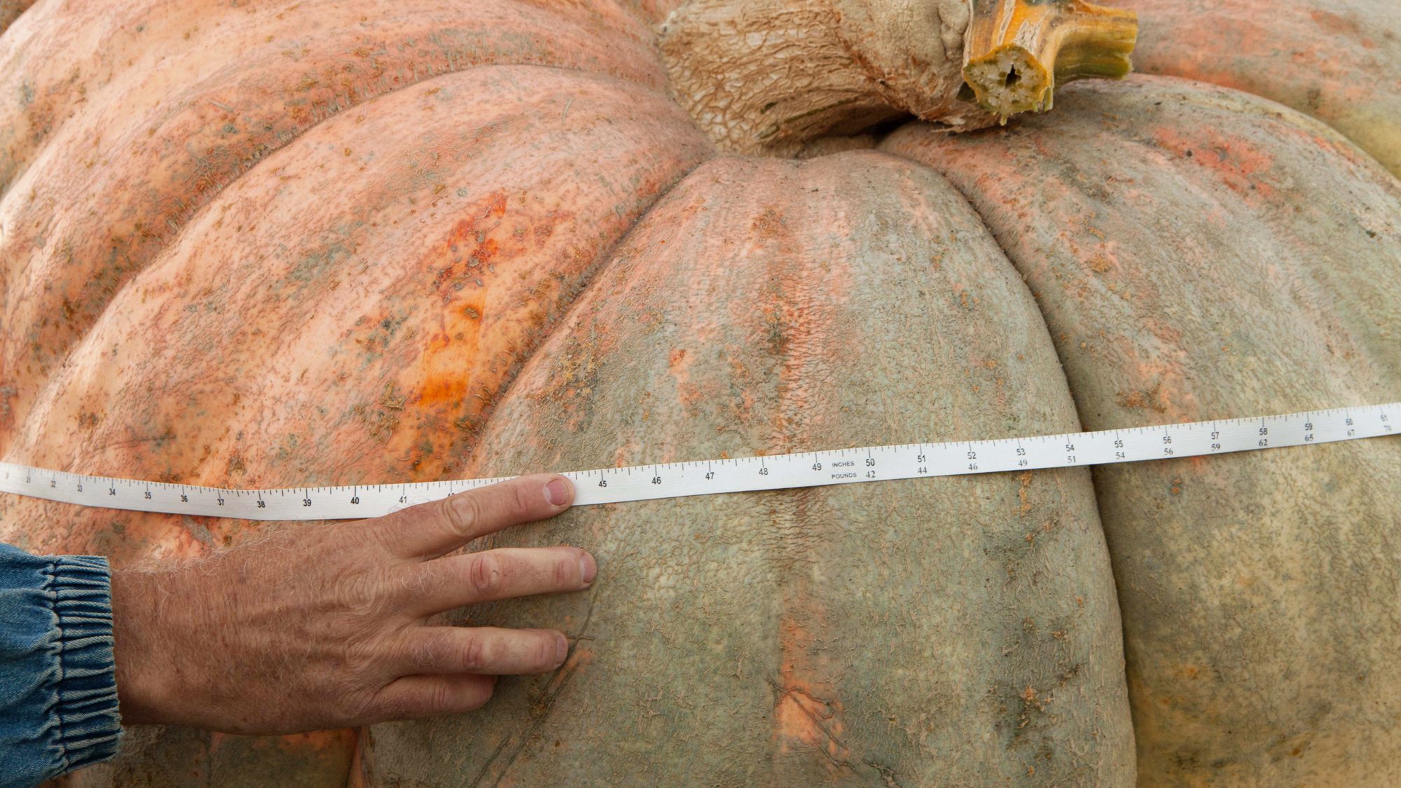 A tape measure wrapped around a large pumpkin