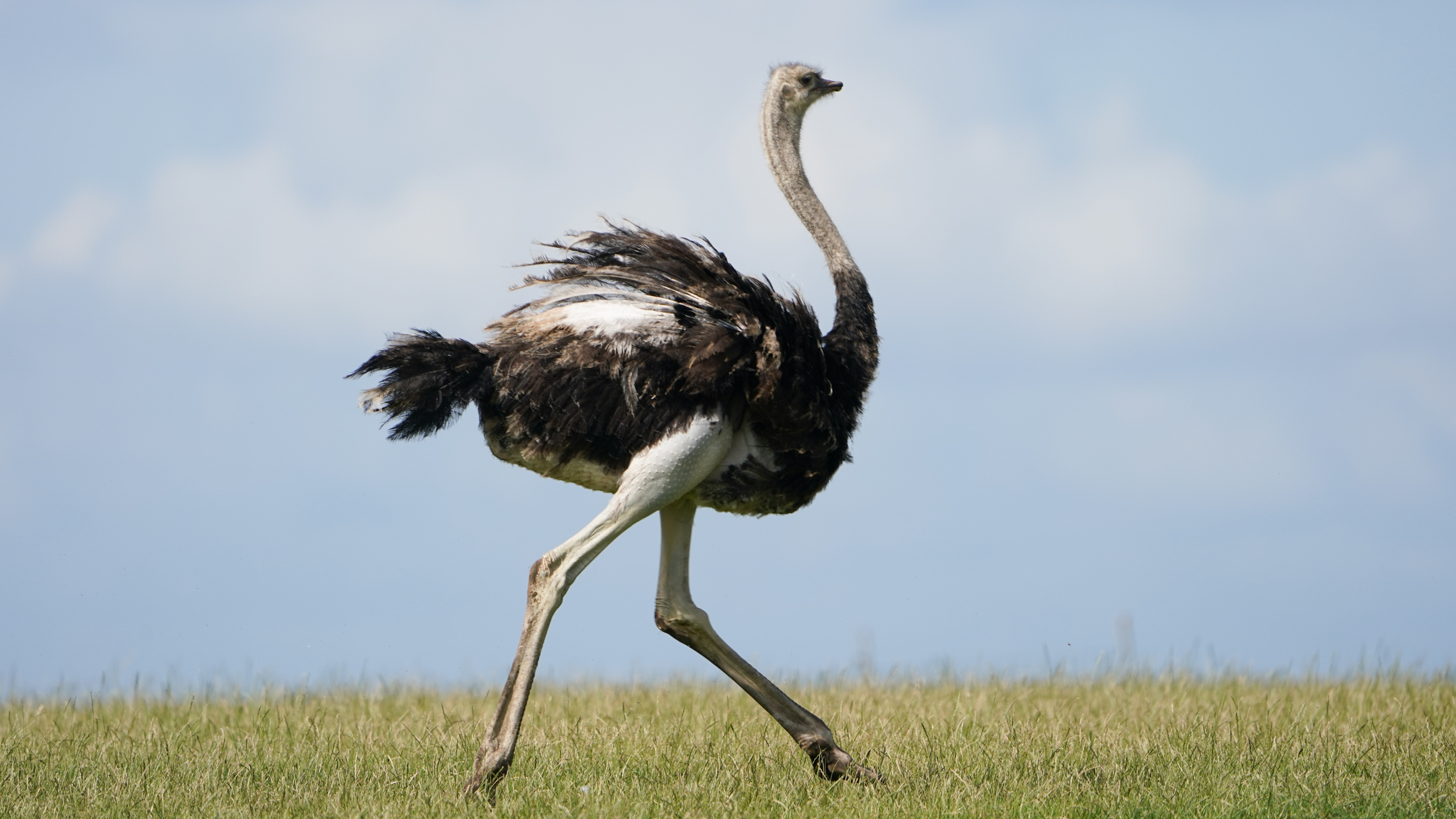 An ostrich walks on grass