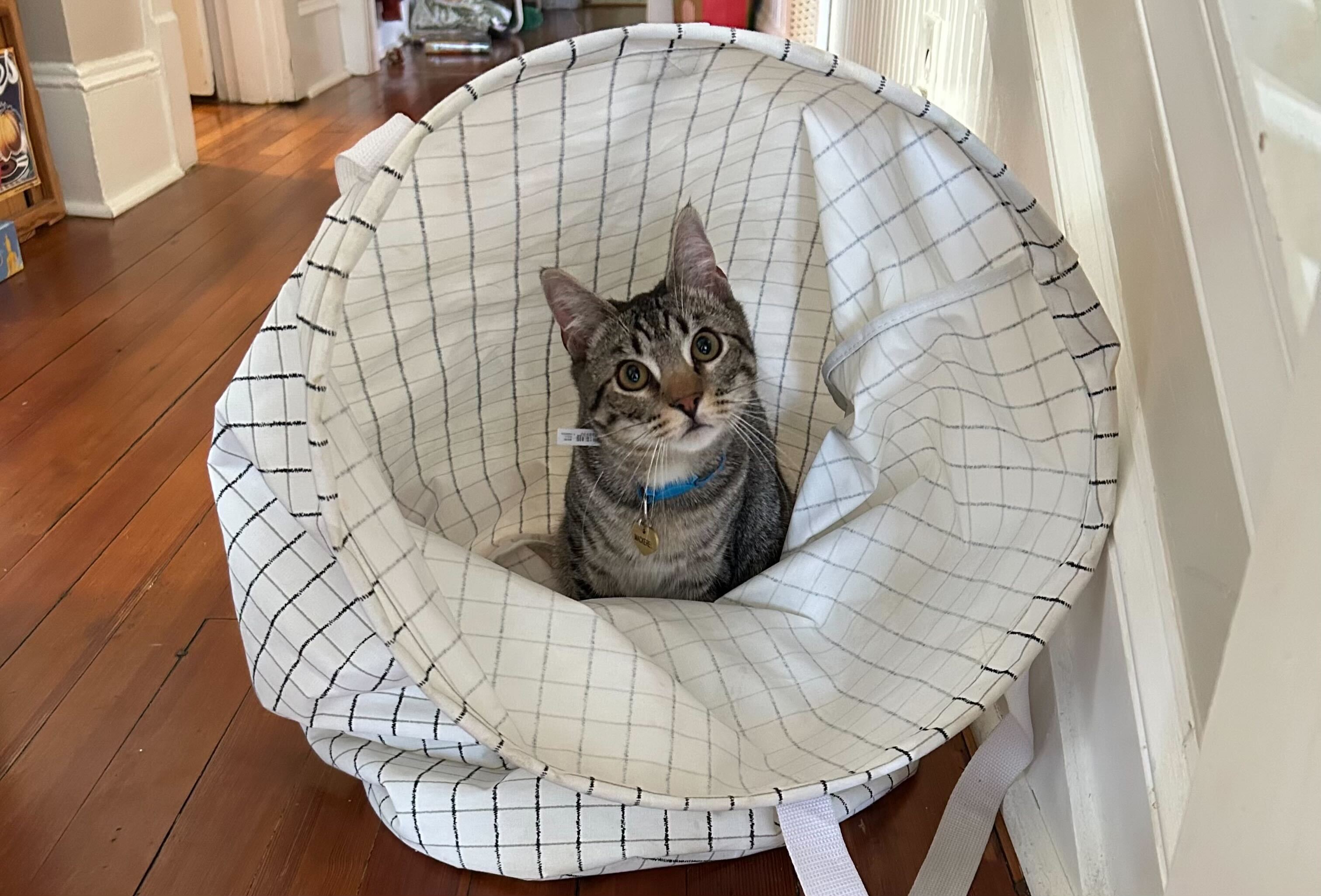 A photo of a grey and white cat sitting inside of a laundry hamper