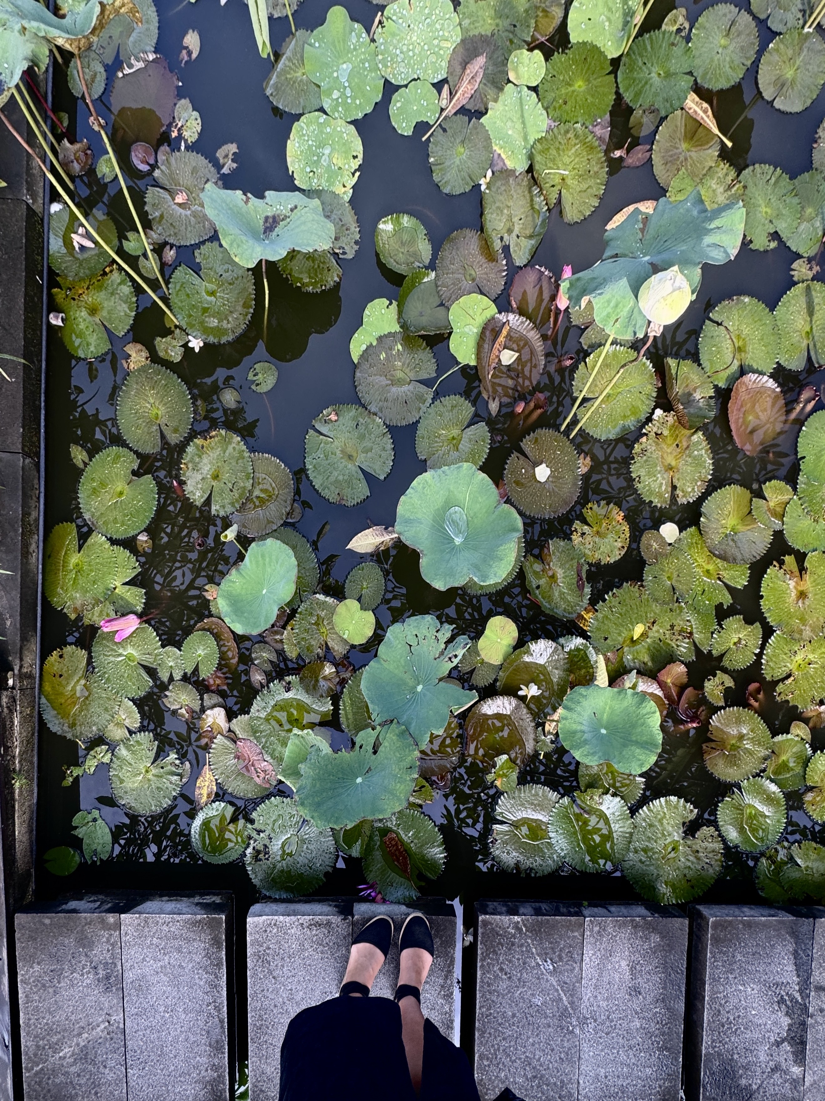 A lotus pond