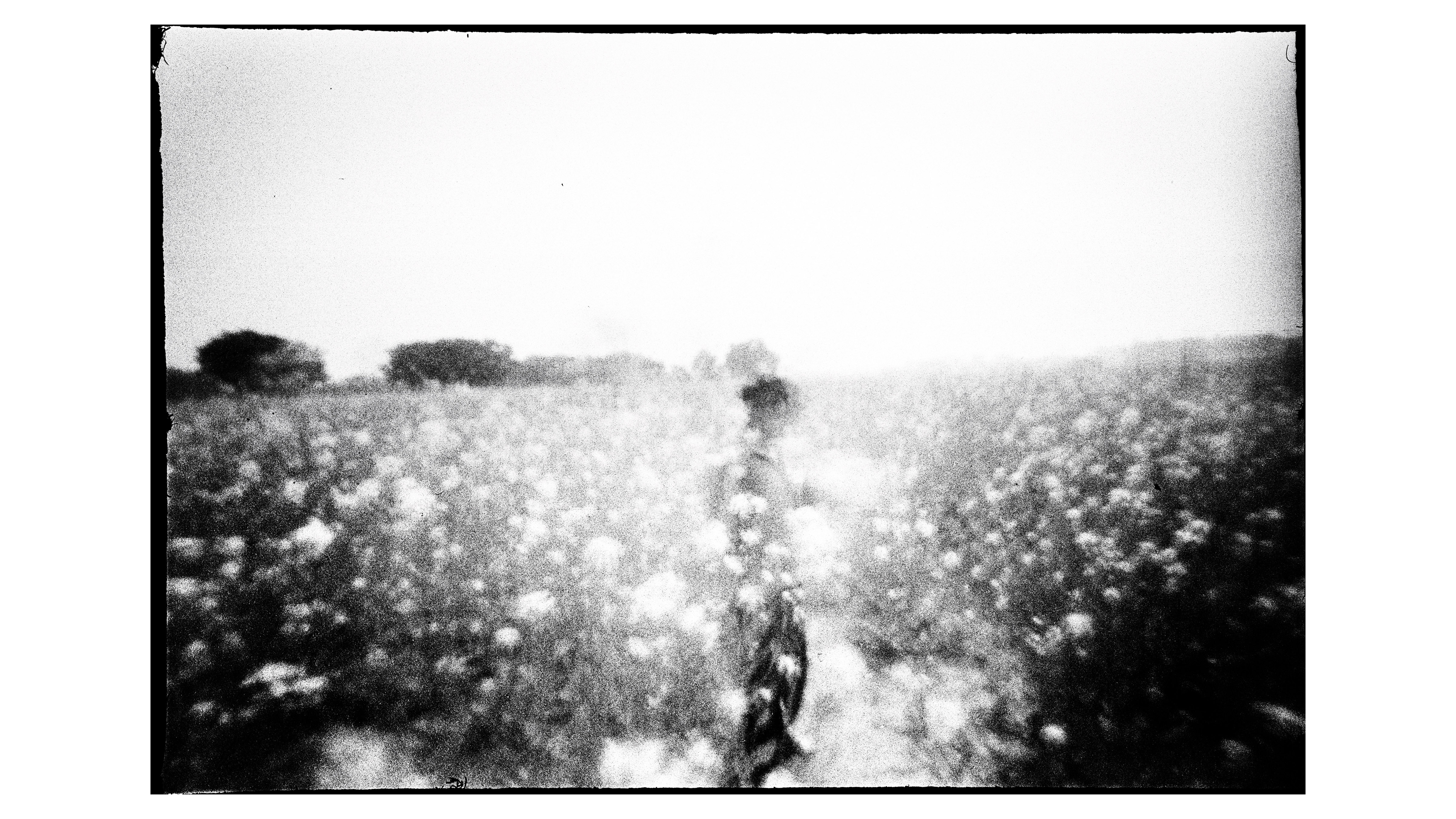 A black and white photo of a figure in a field of mustard plants