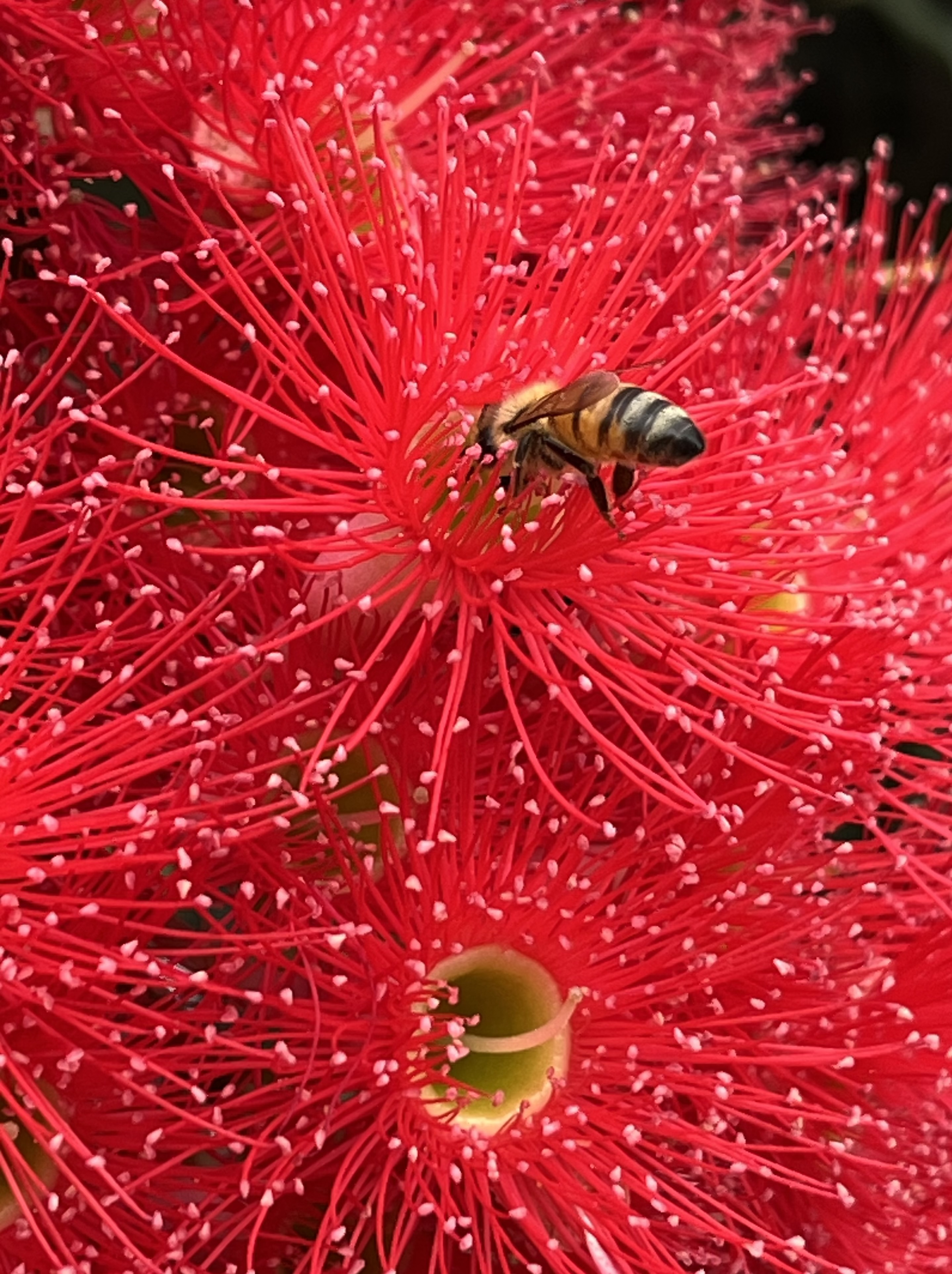 A bee in a red flower