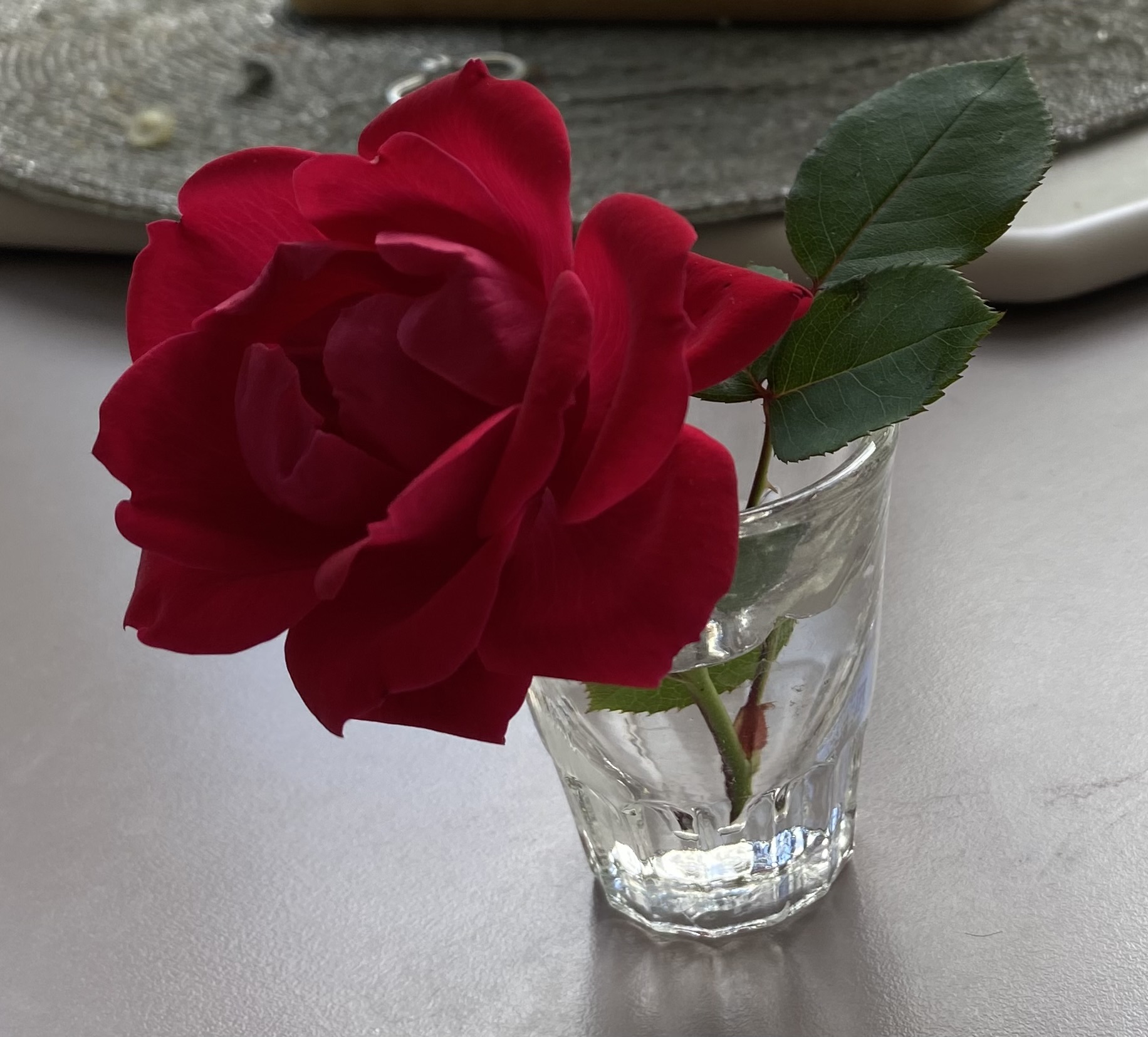 A rose in a glass