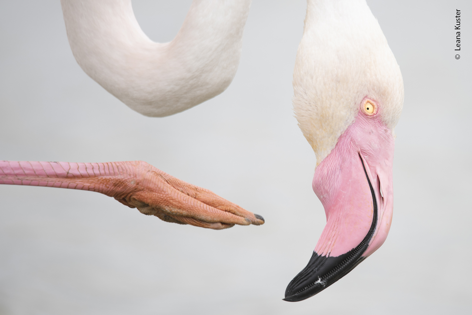 A greater flamingo in the act of scratching its head with one of its legs in southern France.