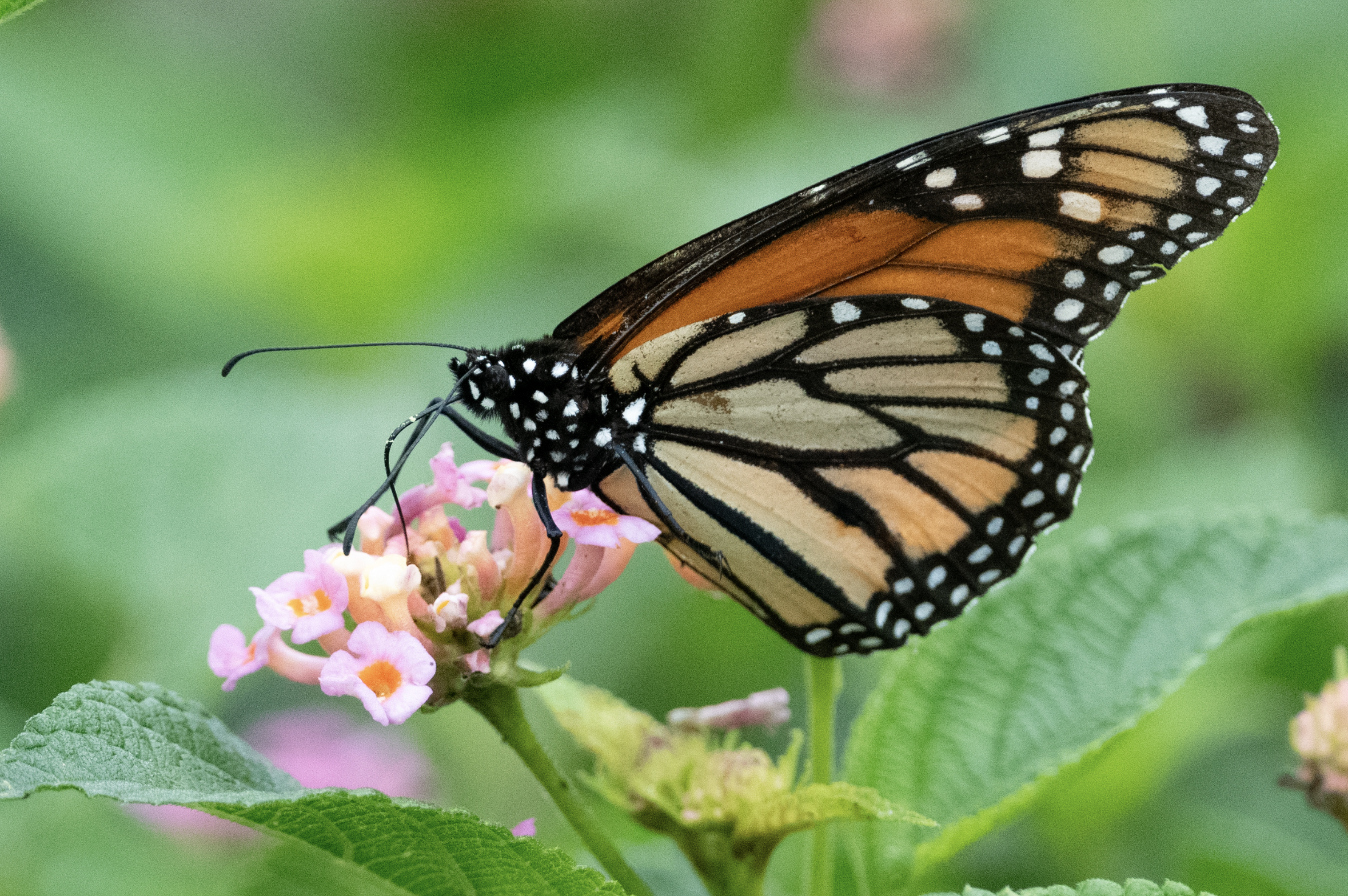 Monarch butterfly