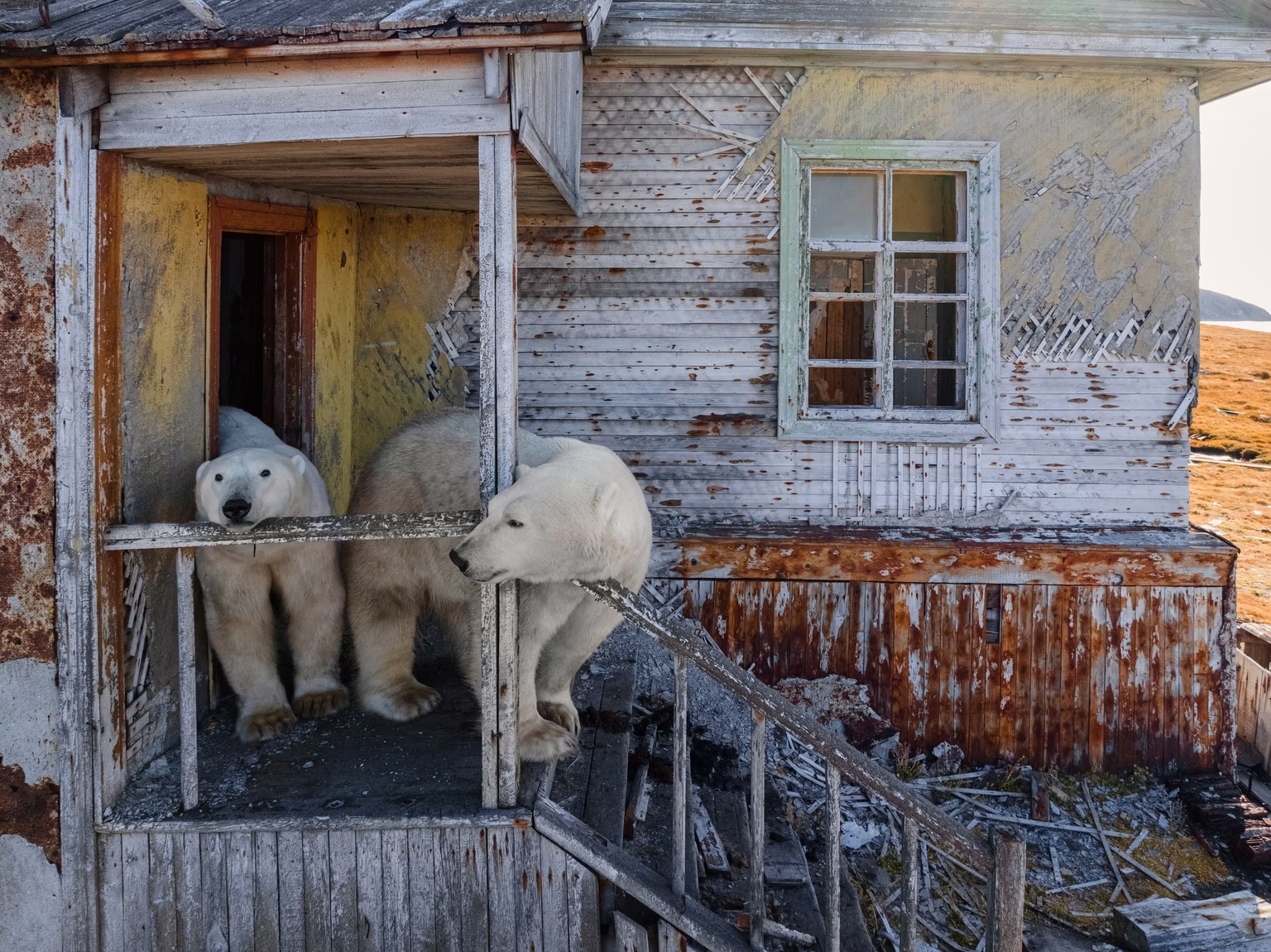 Two polar bears gather on the porch of an abandoned research station.