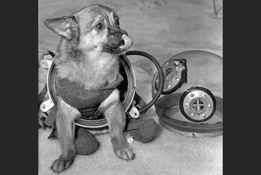 On November 3, 1957, Malyshka, a Russian space dog, poses in its snug-fitting space suit with a transparent space helmet beside it. Meanwhile, the newly launched Soviet satellite, Sputnik II, circles the earth, carrying what is reported to be a female husky dog, the first living being to roam space.