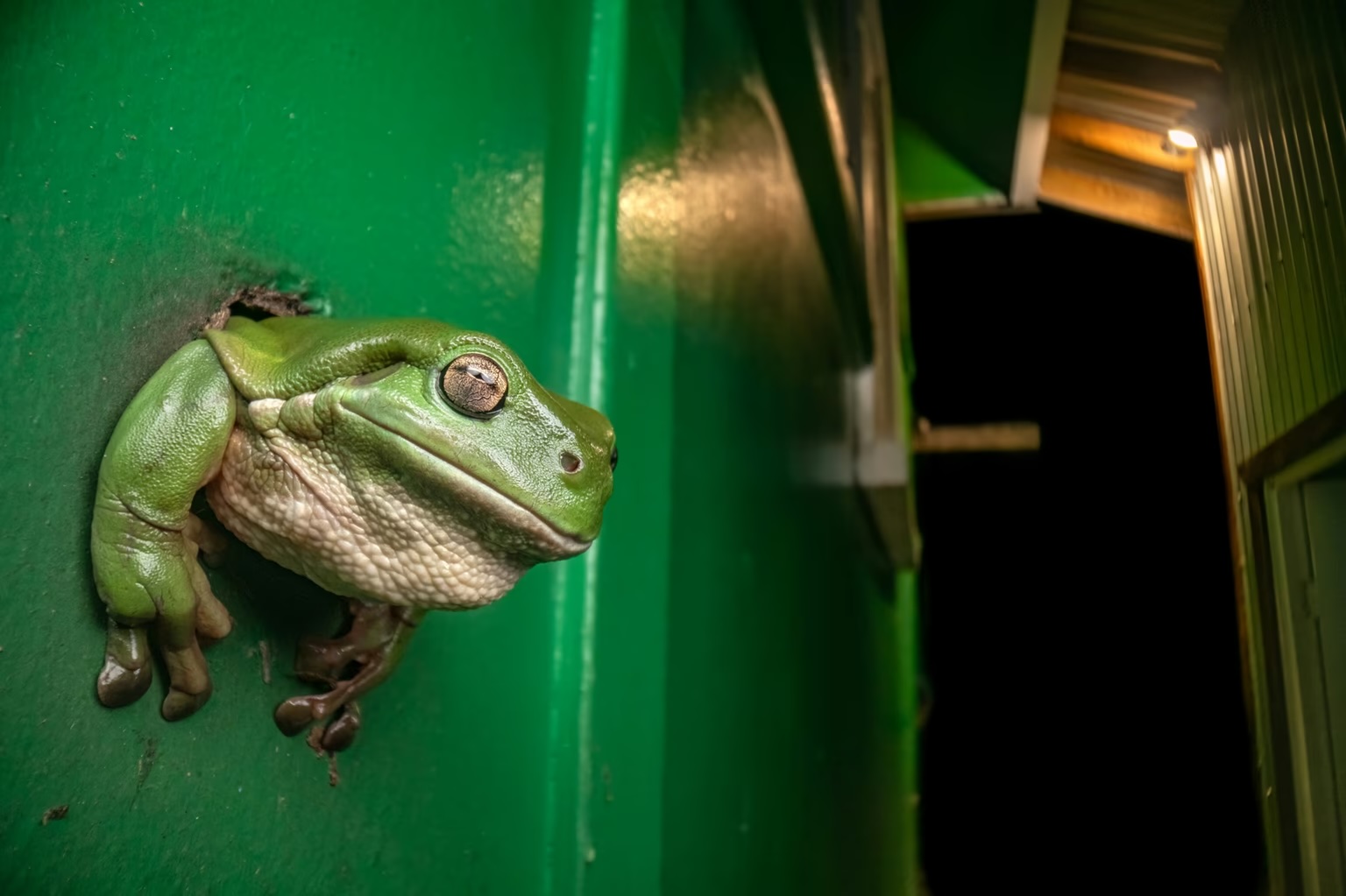 A close-up photo of a frog against a green wall