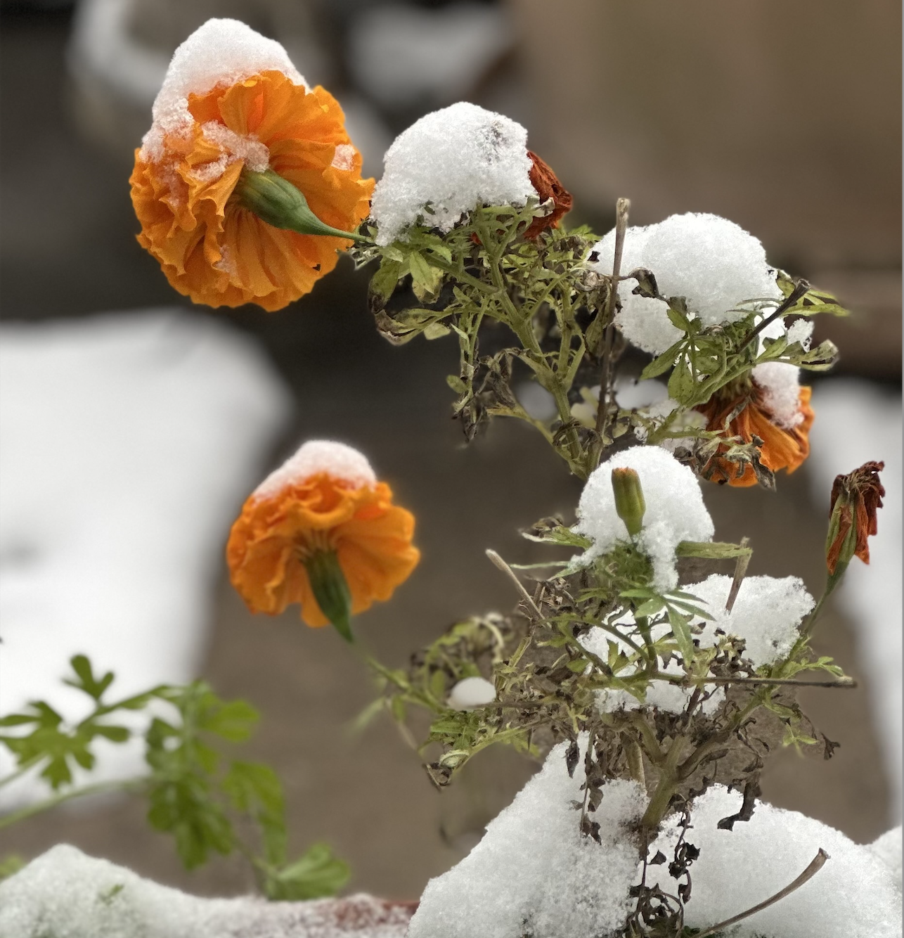 yellow flowers covered in snow