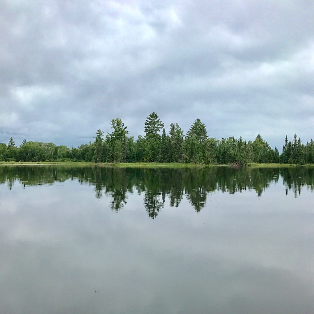A reflection of trees in the water