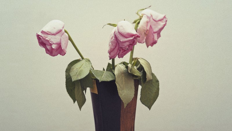 A grainy photo of three wilted pink roses in a brown vase.