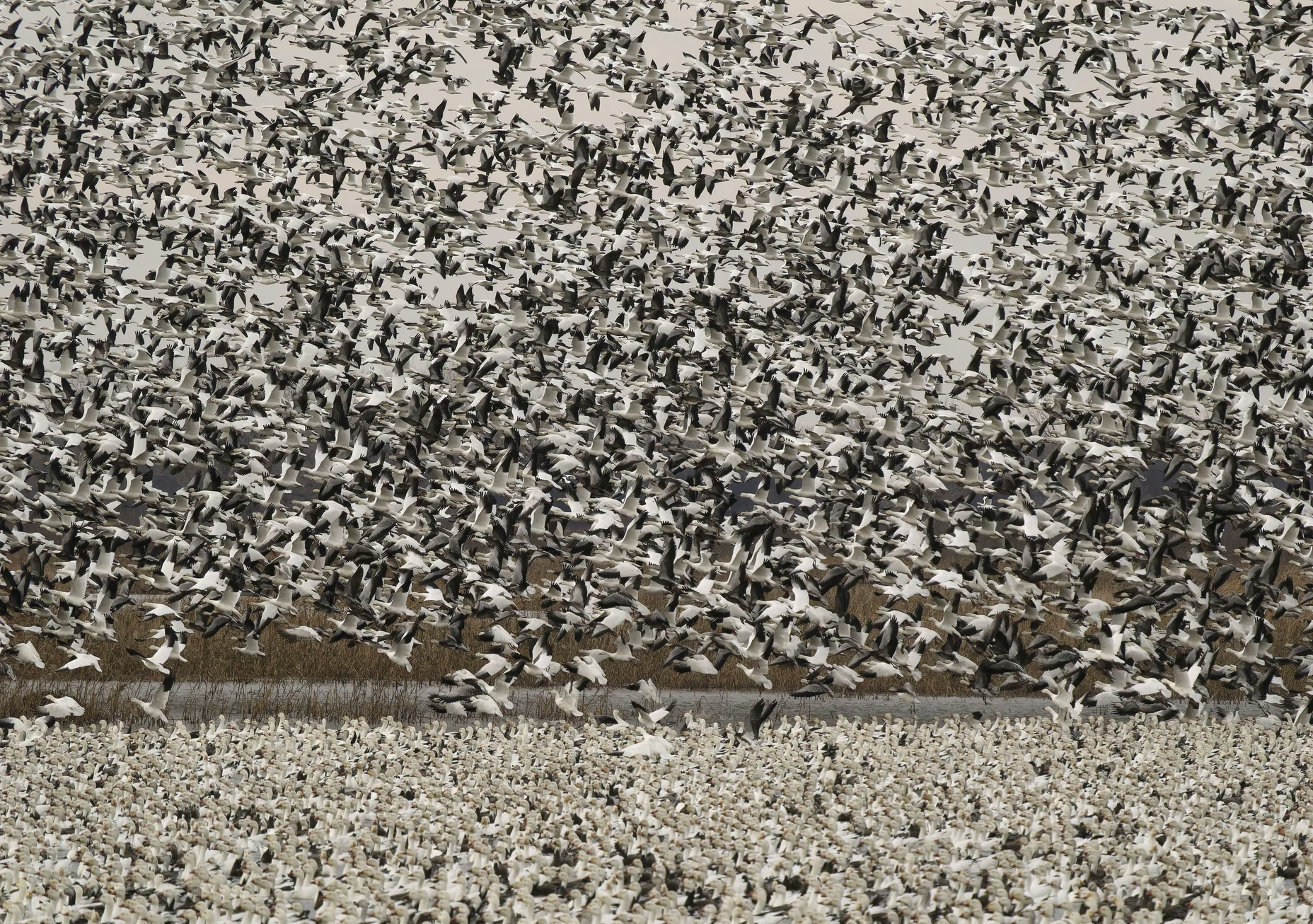 Thousands of snow geese and greater white-fronted geese have begun their spring migration in Missouri.