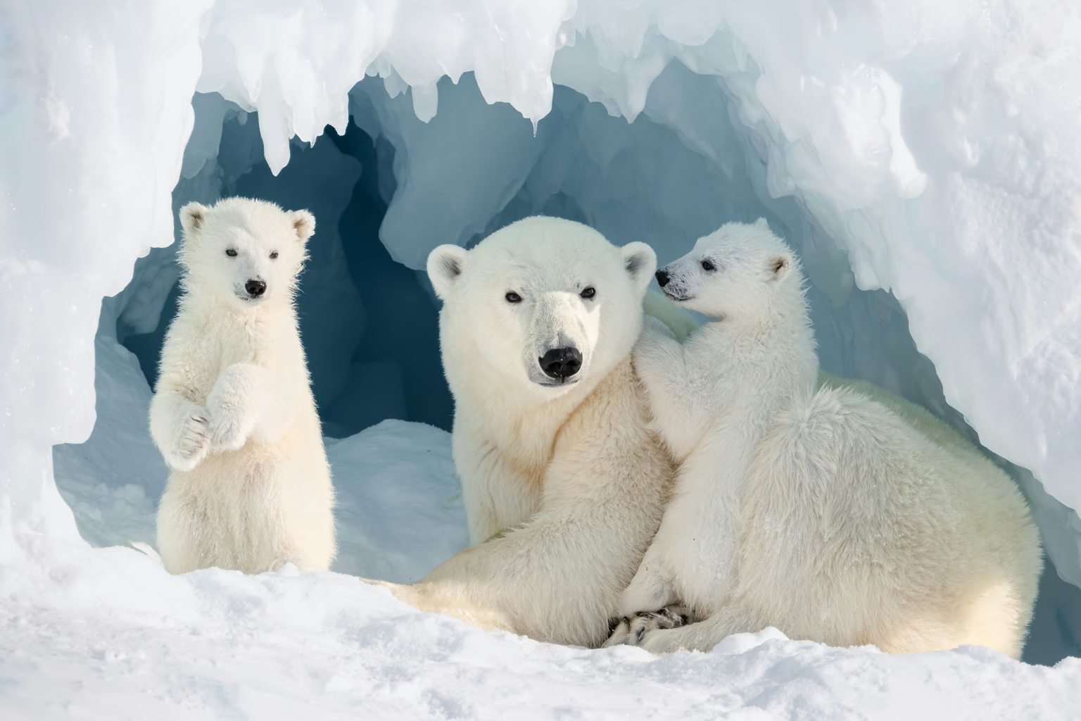 A mother polar bear shelters two tiny cubs at the mouth of a wind-carved snow den on Baffin Island.