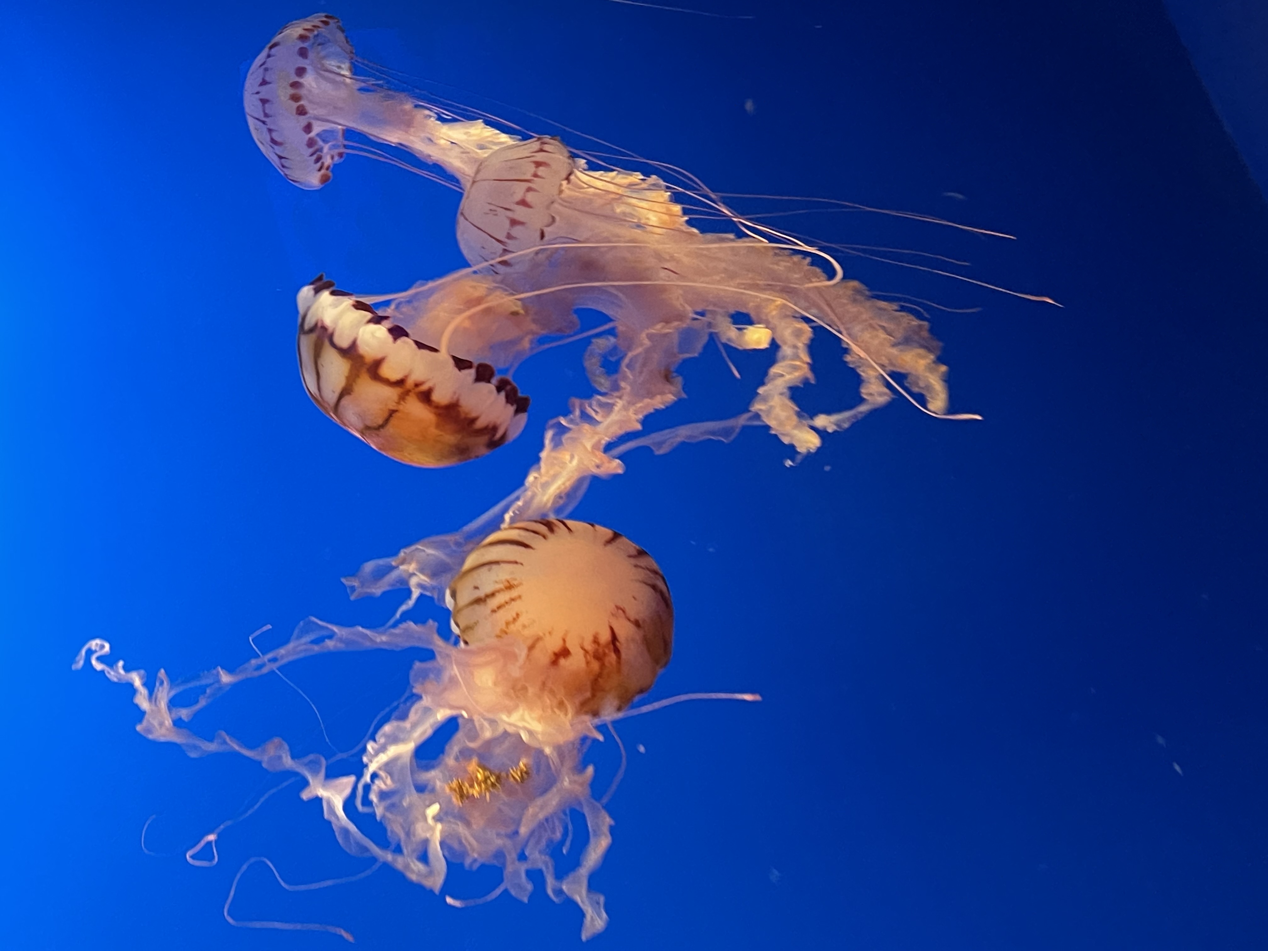 Jellyfish in aquarium